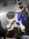 adoptable Cat in dallas, TX named PIPPIN