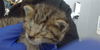 adoptable Cat in Dallas, TX named CHESTER