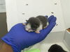 adoptable Cat in Dallas, TX named AUBRIE