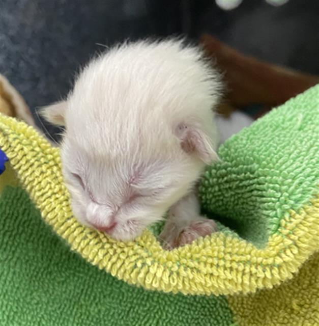 adoptable Cat in Dallas, TX named CAM