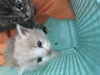 adoptable Cat in Dallas, TX named WINTER