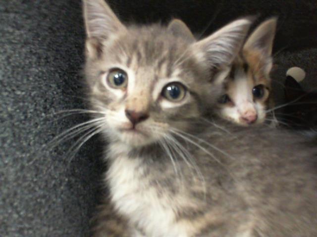 adoptable Cat in Dallas, TX named JOHNNY