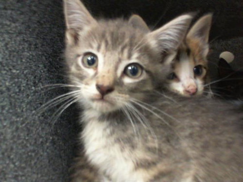 JOHNNY - Domestic Short Hair available for adoption