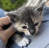 adoptable Cat in Dallas, TX named NEHEMIAH