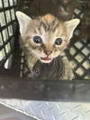 adoptable Cat in Dallas, TX named ZELDA