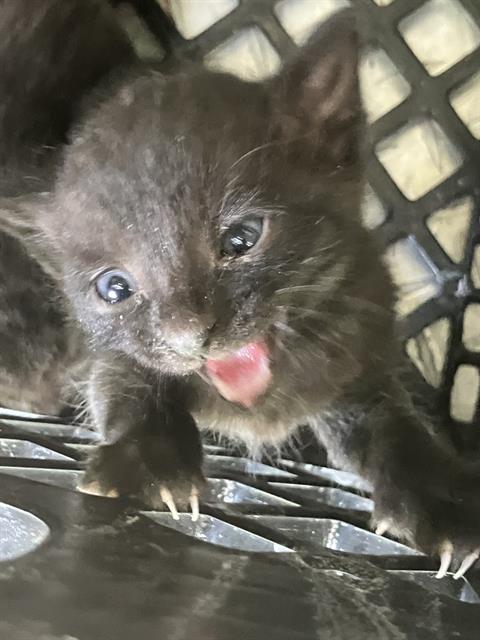 adoptable Cat in Dallas, TX named SHADOW