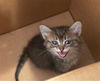 adoptable Cat in  named BASHFUL