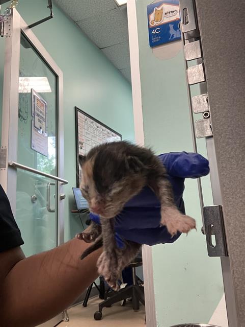 adoptable Cat in Dallas, TX named CALI