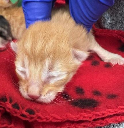picture of the cat needing adoption