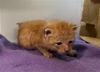 adoptable Cat in dallas, TX named CHURRO