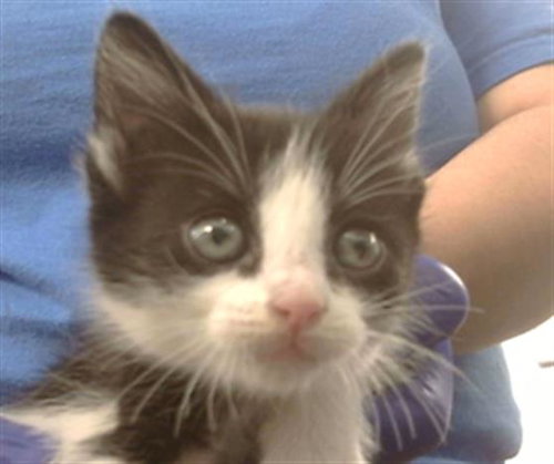 CASSIE - Domestic Short Hair available for adoption