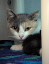 adoptable Cat in dallas, TX named MANDY