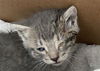 adoptable Cat in dallas, TX named EENY