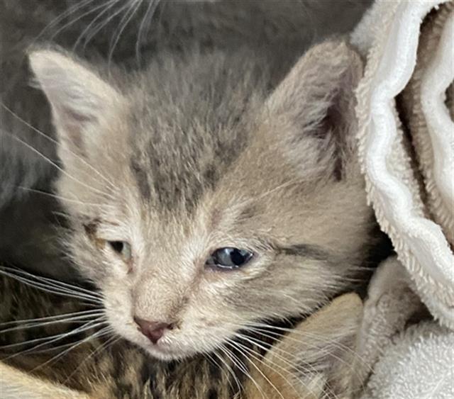 adoptable Cat in Dallas, TX named MEENY
