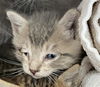 adoptable Cat in dallas, TX named MEENY