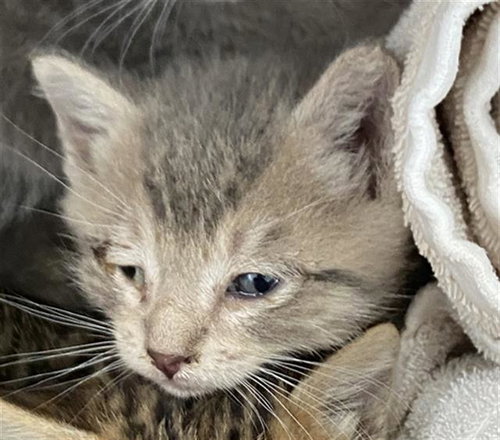 MEENY - Domestic Short Hair available for adoption