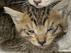 adoptable Cat in dallas, TX named MINY