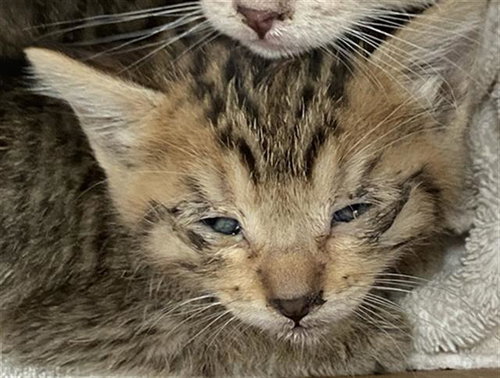 MINY - Domestic Short Hair available for adoption