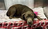 adoptable Dog in dallas, TX named BLUE