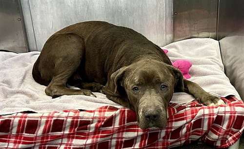 BLUE - Pit Bull Terrier available for adoption