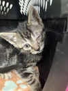 adoptable Cat in dallas, TX named MILA