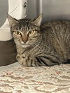 adoptable Cat in dallas, TX named CANELITA