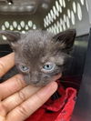adoptable Cat in dallas, TX named MAUI
