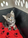 adoptable Cat in dallas, TX named MOANA