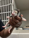 adoptable Cat in Dallas, TX named DANIELLE