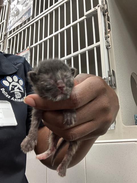 adoptable Cat in Dallas, TX named DANNY