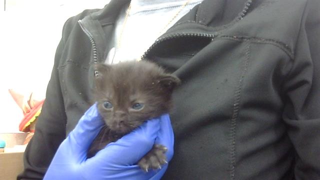 adoptable Cat in Dallas, TX named DODOL