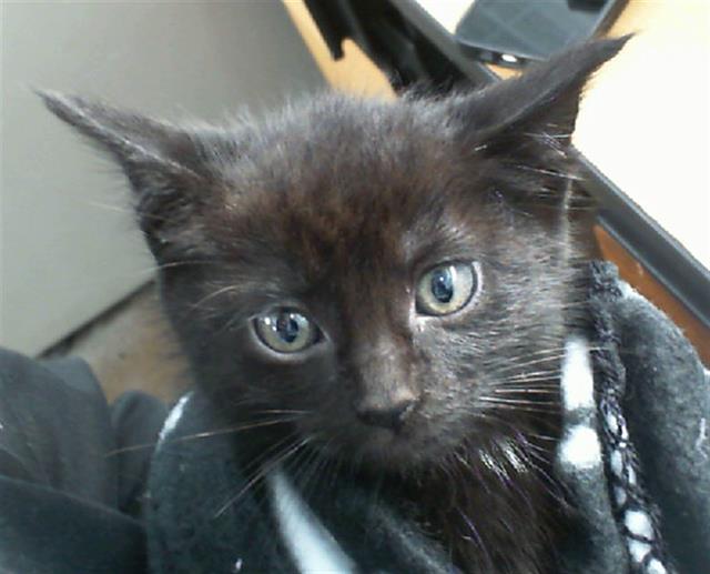 adoptable Cat in Dallas, TX named PIPER