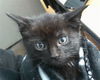 adoptable Cat in dallas, TX named PIPER