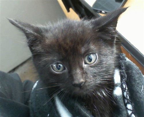 PIPER - Domestic Short Hair available for adoption