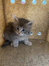 adoptable Cat in Dallas, TX named VIOLET