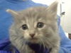 adoptable Cat in Dallas, TX named JINX