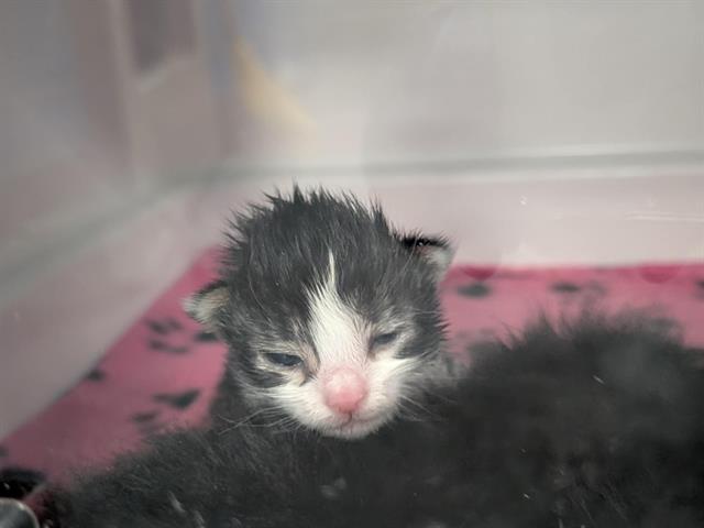 adoptable Cat in Dallas, TX named LLAMA