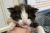 adoptable Cat in Dallas, TX named MOONY