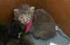 adoptable Cat in  named ALEX