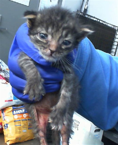 JUNE - Domestic Medium Hair available for adoption