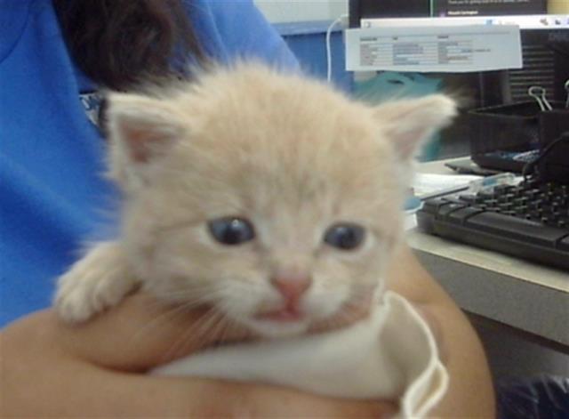 adoptable Cat in Dallas, TX named PURRITO