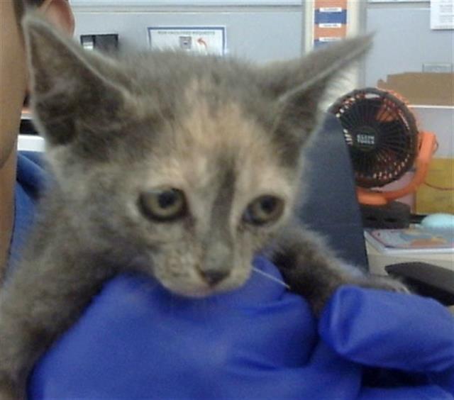 adoptable Cat in Dallas, TX named MINI