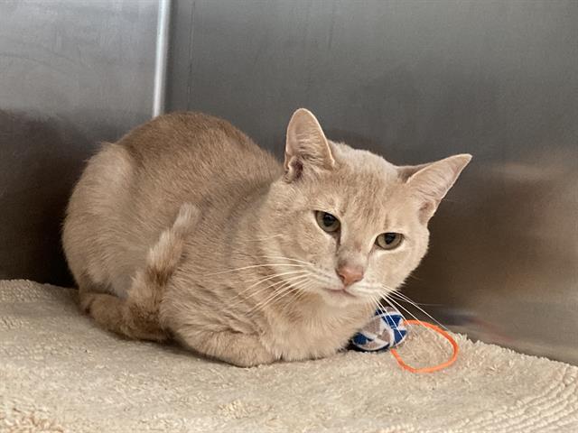 adoptable Cat in Dallas, TX named KITY