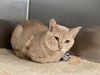 adoptable Cat in Dallas, TX named KITY