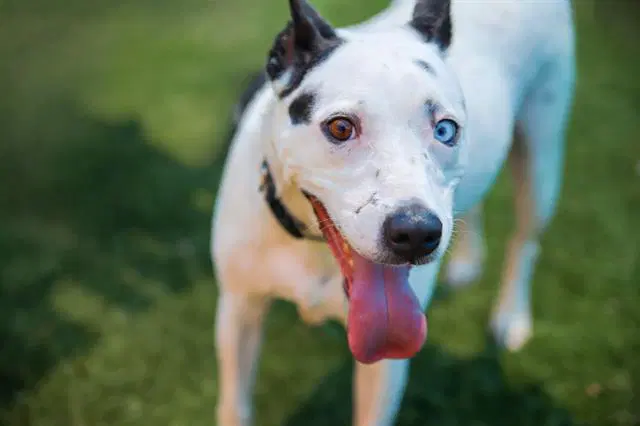 Bella - Pit Bull Terrier