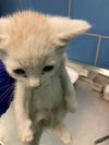 adoptable Cat in dallas, TX named PEPE