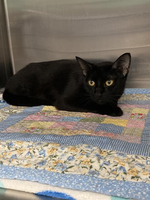 adoptable Cat in Dallas, TX named SHADOW