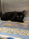 adoptable Cat in Dallas, TX named SHADOW