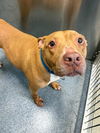 adoptable Dog in Dallas, TX named REMI