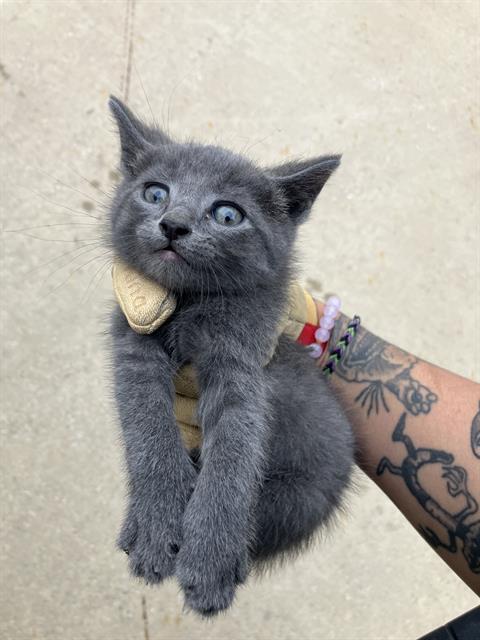 adoptable Cat in Dallas, TX named RIDGE